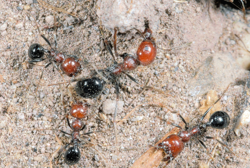 Insetto rosso nero e sollevamento pesi